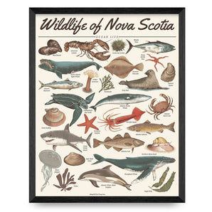 Ocean Life - Wildlife of Nova Scotia 16x20 Print