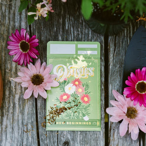 Painted Daisies Seed Packet By KDP Creative Hand Lettering