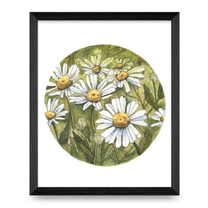 White Daisy 11x14 Print By Janna Wilton Art