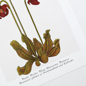 Botanical Newfoundland Pitcher Plant 12x16 Print By Leaves