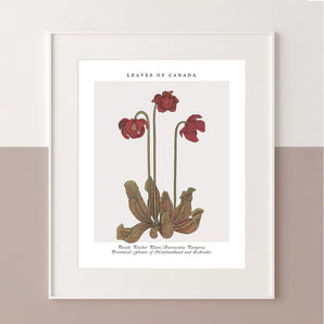 Botanical Newfoundland Pitcher Plant 12x16 Print By Leaves