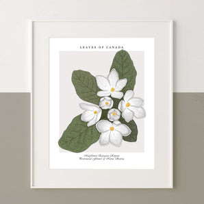 Botanical Nova Scotia Mayflower 12x16 Print By Leaves