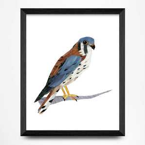 Kestrel Collage 8.5x11 Print By A. K. Doak