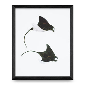 Manta Rays Collage 11x8.5 Print By A. K. Doak