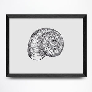 Moonsnail Shell 8x6 Print By Fine Art Erin Hollingshead