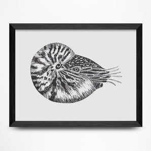 Nautilus 8x6 Print By Fine Art Erin Hollingshead