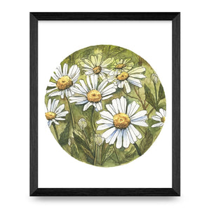 White Daisy 8x10 Print By Janna Wilton Art