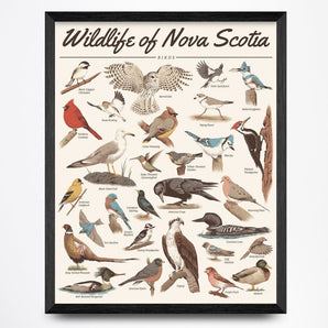 Birds - Wildlife of Nova Scotia 16x20 Print By Midnight Oil