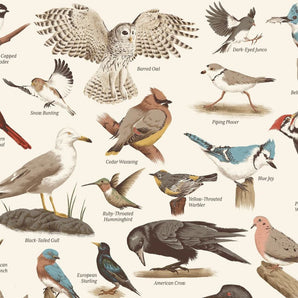 Birds - Wildlife of Nova Scotia 16x20 Print By Midnight Oil