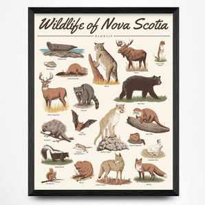 Mammals - Wildlife of Nova Scotia 16x20 Print By Midnight