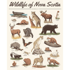 Mammals - Wildlife of Nova Scotia 16x20 Print By Midnight